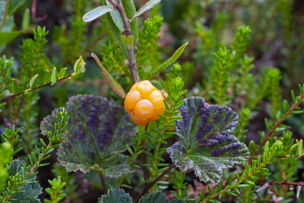 Moden, ravgul molte på myrplante