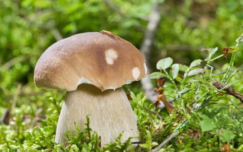 Ung steinsopp med brun hatt og lys, tykk fot i mose ved blåbærlyng