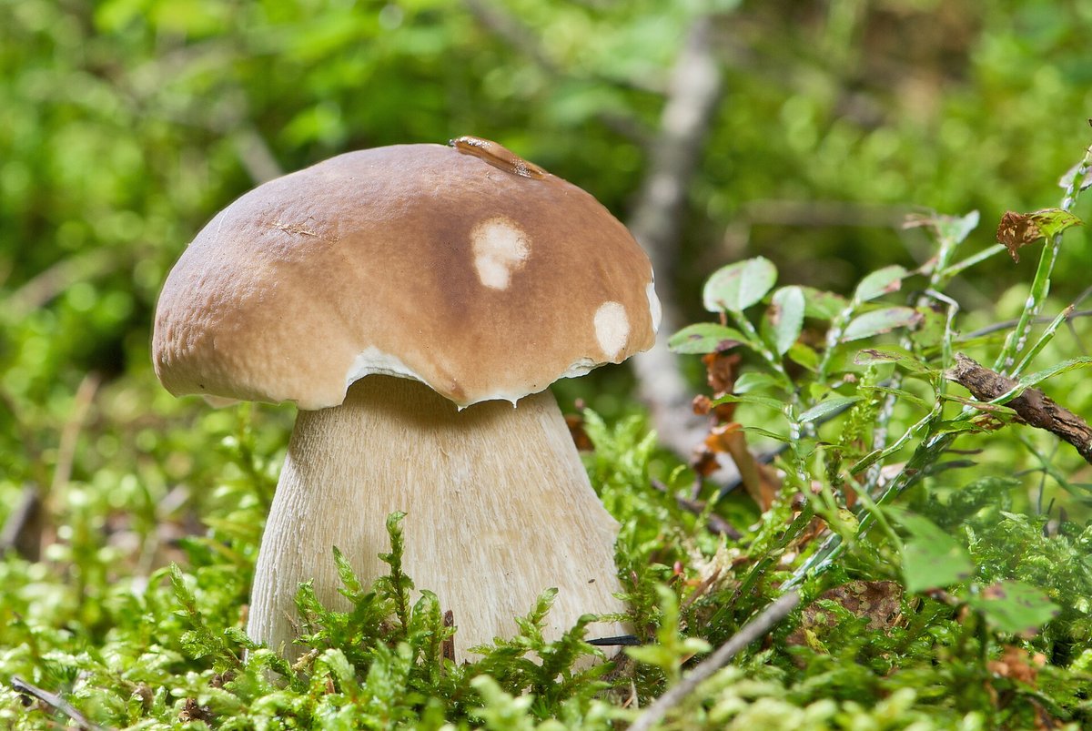 Ung steinsopp med brun hatt og lys, tykk fot i mose ved blåbærlyng