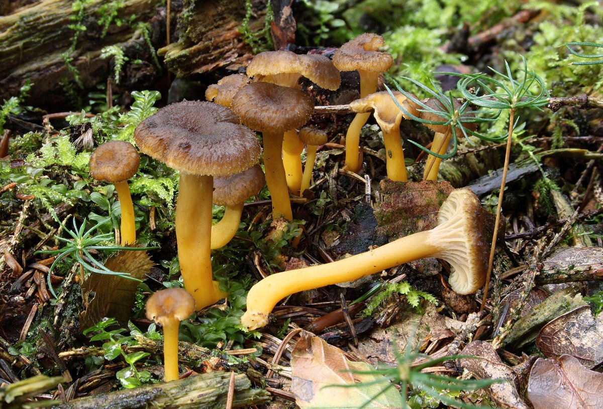 Klynge av traktkantarell med gulbrune, hule stilker i mose